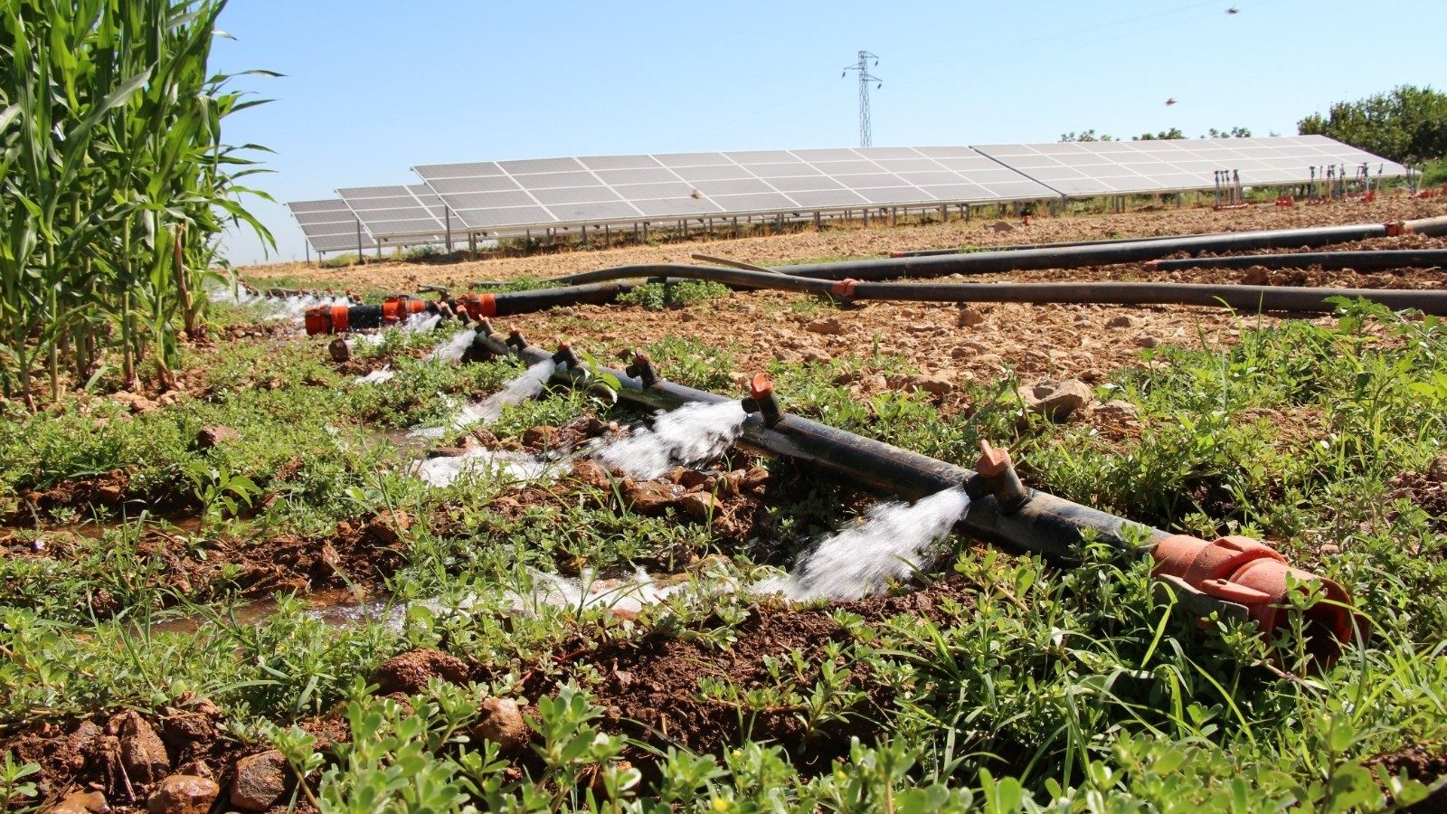 Dicle Elektrik’ten “Verimli Tarım Hikayeleri”