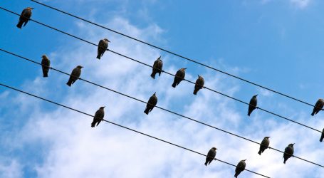 Toroslar EDAŞ’ın “Yüksek Gerilim Havai Hat İzolasyonu Projesi” ile kuş ölümleri azalıyor