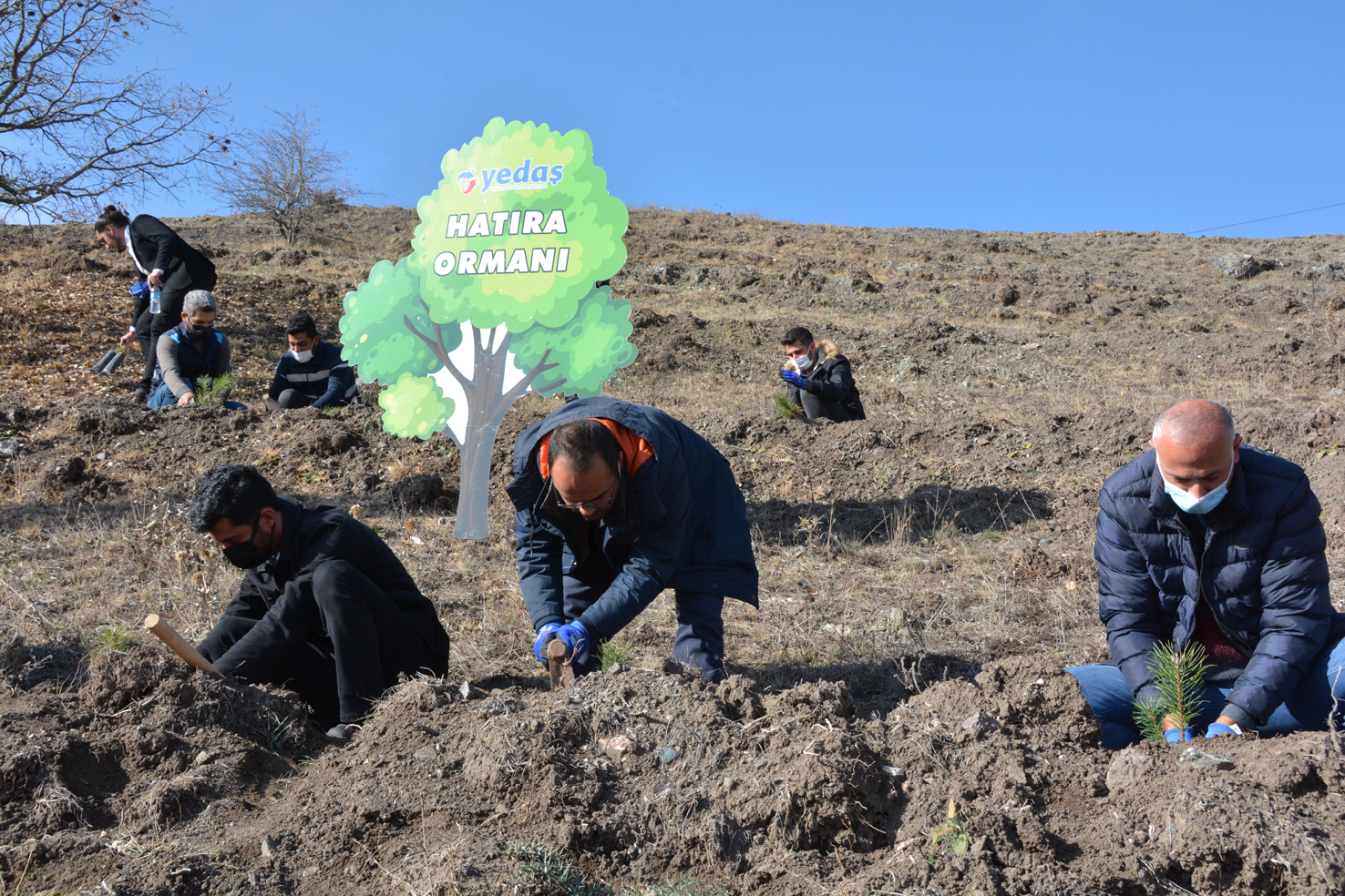 YEDAŞ çalışanları Çorum’da 10 bin fidan dikti