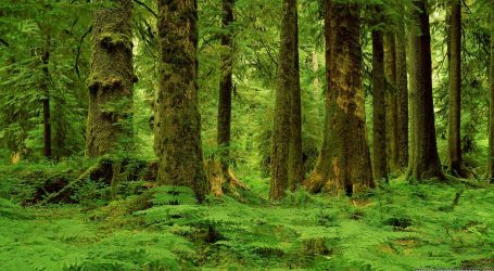 Ege Orman Vakfı, DB Tarımsal Enerji ve DG Doğru Geri Kazanım’ın doğa dostu projesi ile atık yağlar ormana dönüşecek