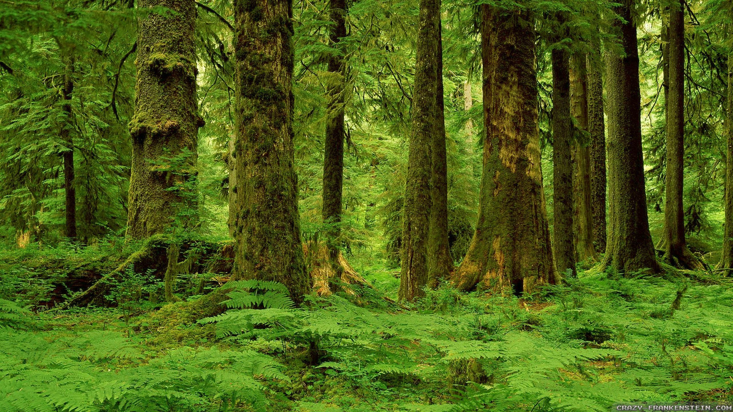 Ege Orman Vakfı, DB Tarımsal Enerji ve DG Doğru Geri Kazanım’ın doğa dostu projesi ile atık yağlar ormana dönüşecek