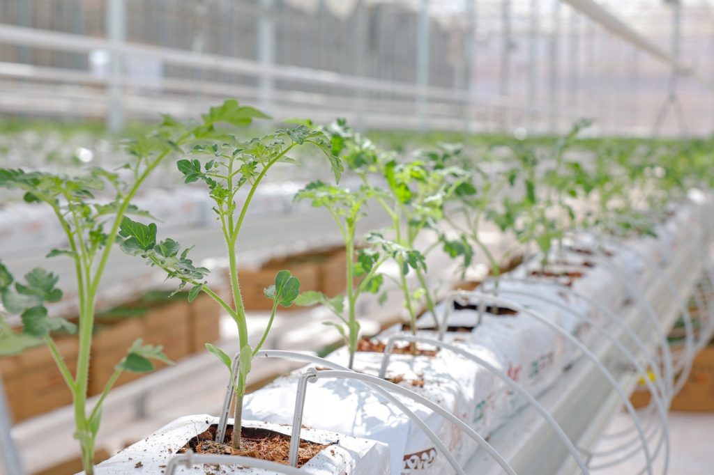Biotrend, topraksız cam serada yetişen domateslerin ihracatına başladı