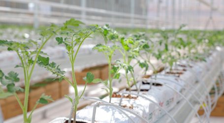 Biotrend, topraksız cam serada yetişen domateslerin ihracatına başladı