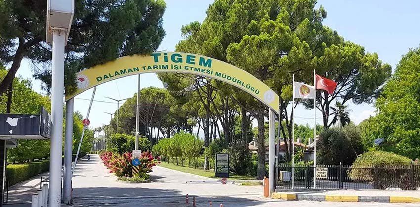 Dalaman Tarım İşletmesi Müdürlüğü elektrik alım ihalesi yapacak