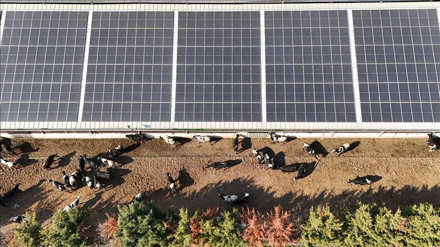 Süt işletmesi güneşten elde ettiği enerjiyle giderlerini azaltıyor