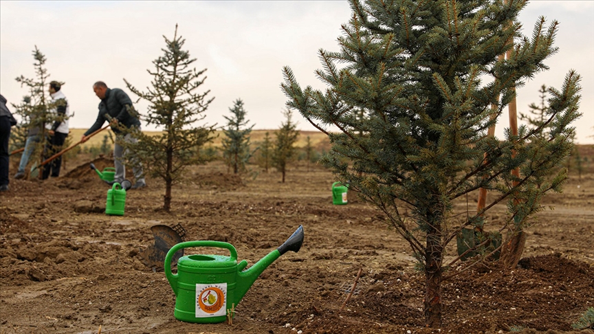 Enerji ve Tabii Kaynaklar Bakanlığı koordinesinde 1 milyon 900 bin fidan toprakla buluştu