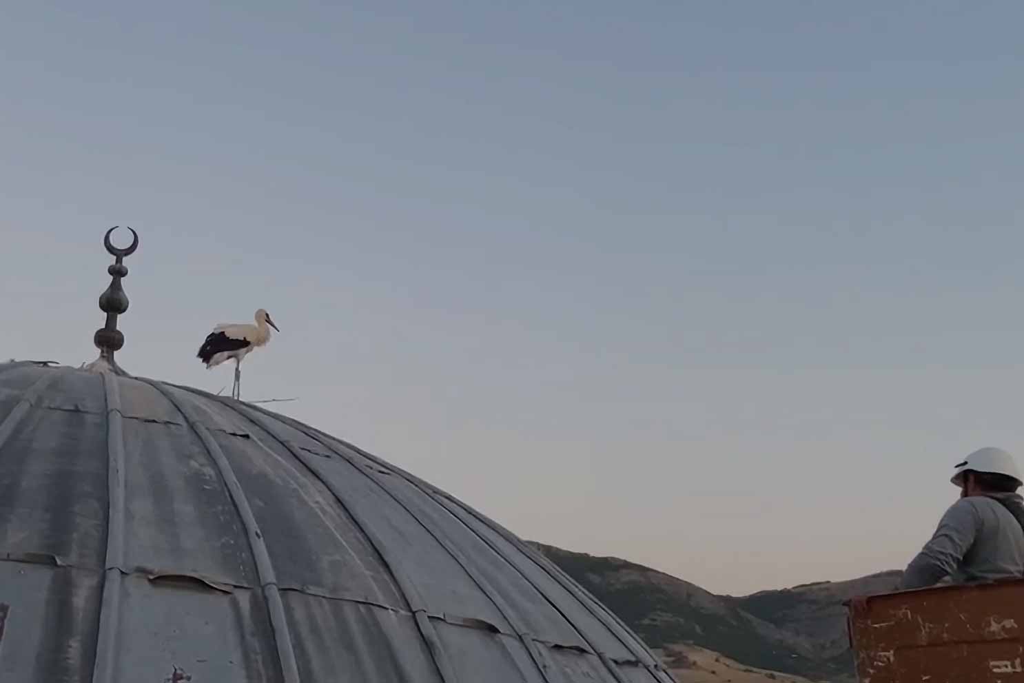 Yavru leylek, ÇEDAŞ ekiplerinin desteğiyle yuvasına döndü