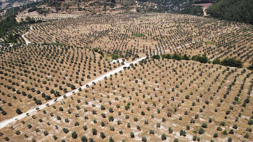 YK Enerji ile TTKD taşınan zeytin ağaçlarının takibi için protokol imzaladı