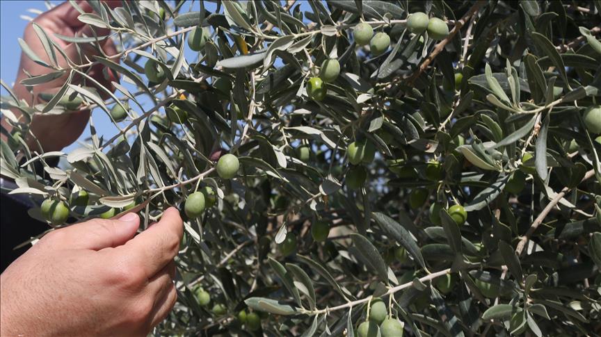 Muğla’da maden rehabilitasyon projesinde zeytin fidanları toprakla buluşturuldu