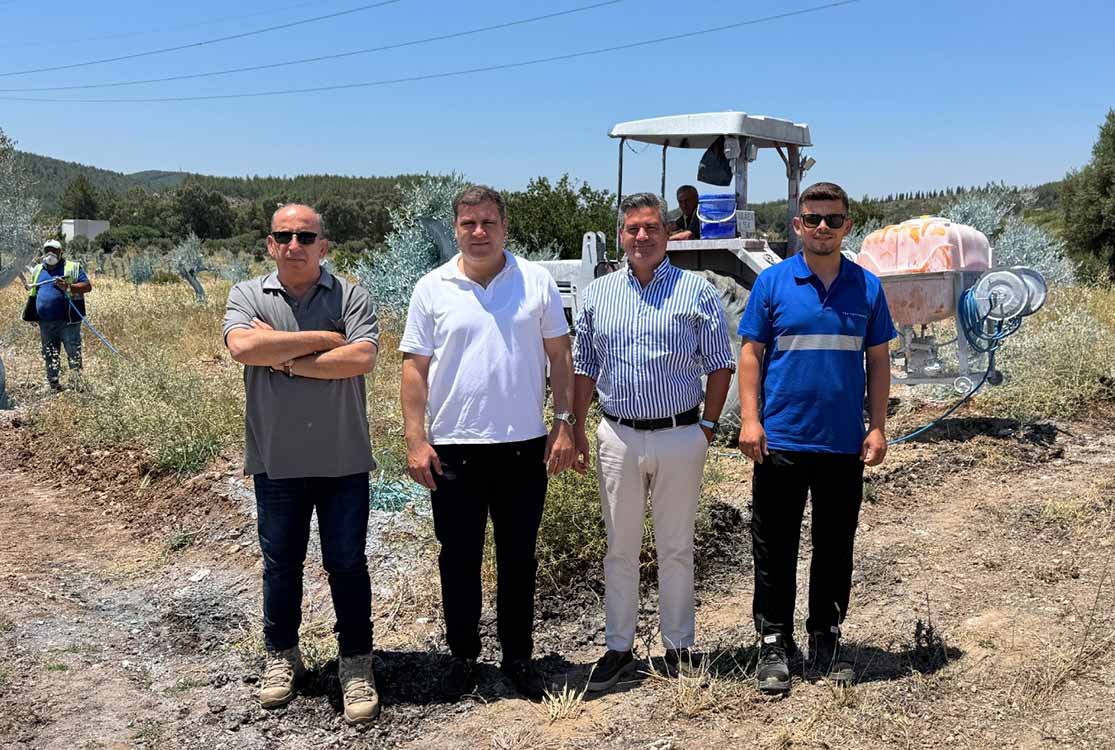 Zeytinler büyüyor Milas kazanıyor